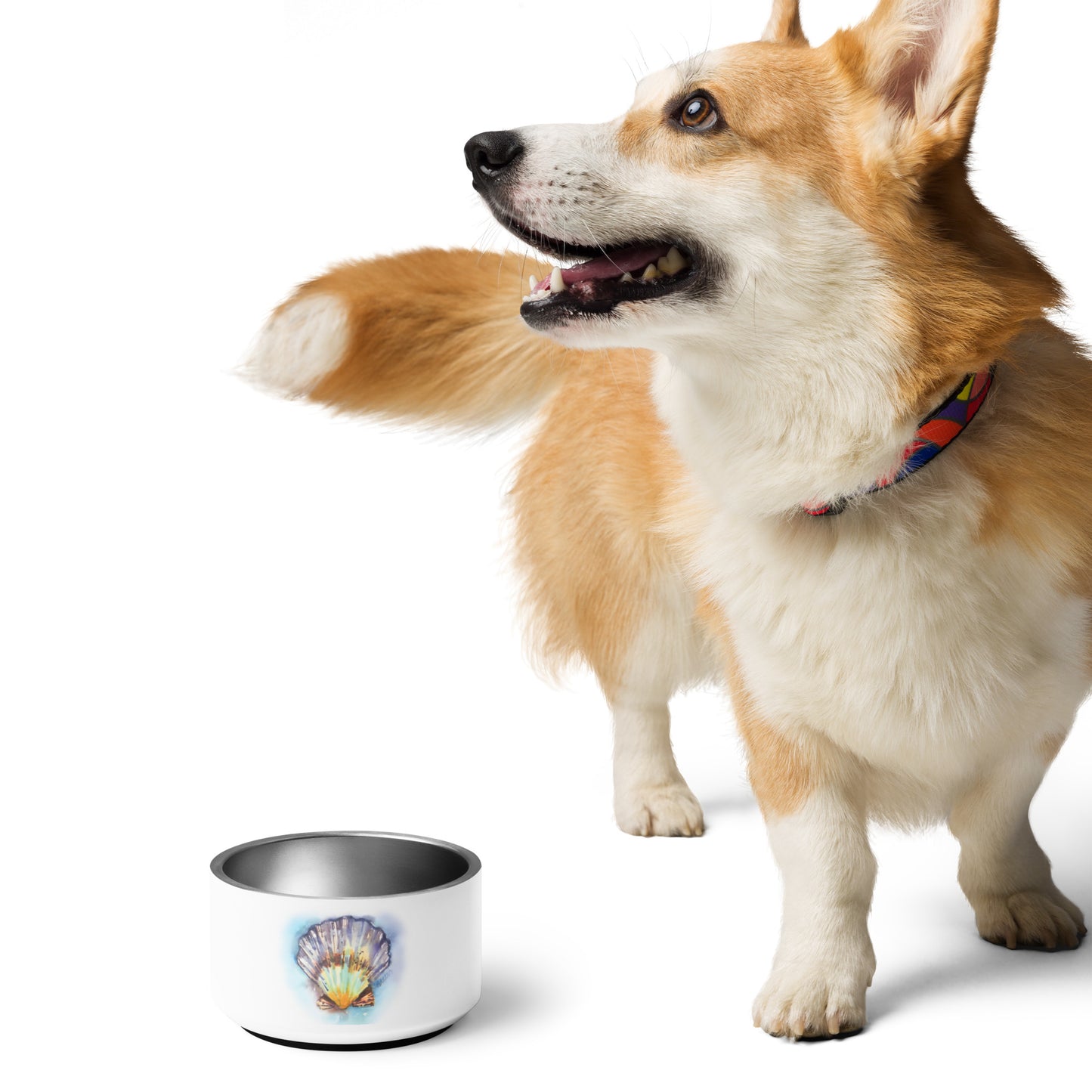 The Seashell Pet Dish - Brooke Zitting, LLC