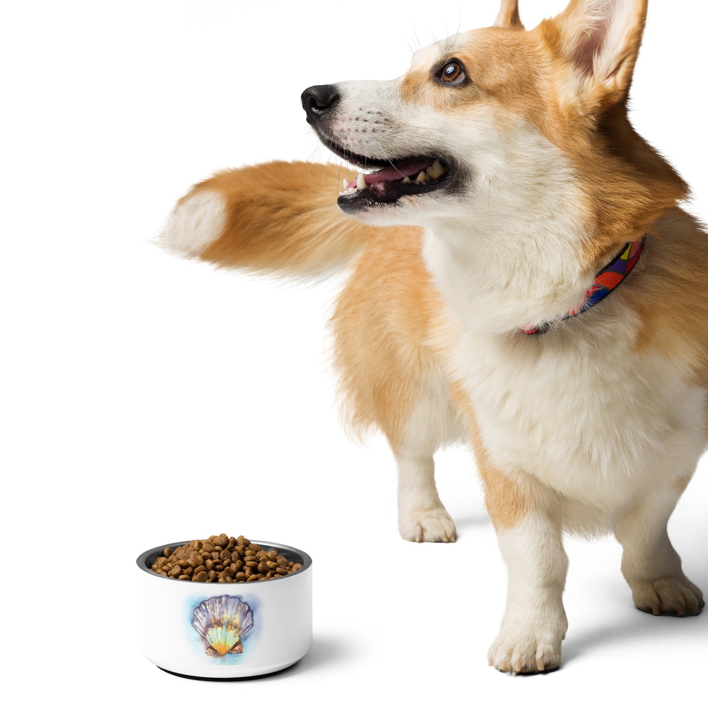 The Seashell Pet Dish - Brooke Zitting, LLC