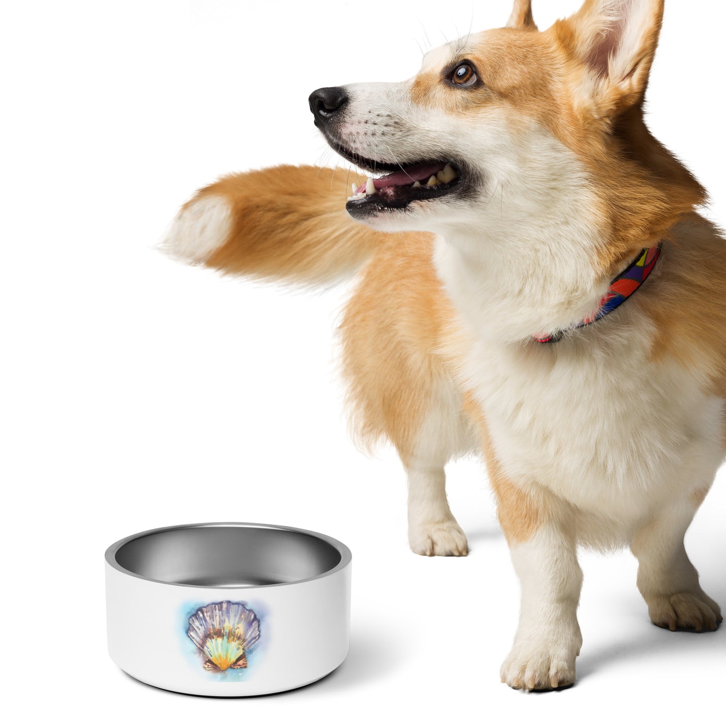 The Seashell Pet Dish - Brooke Zitting, LLC